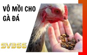 Cách vô mồi cho gà đá được chia sẻ tại SV366