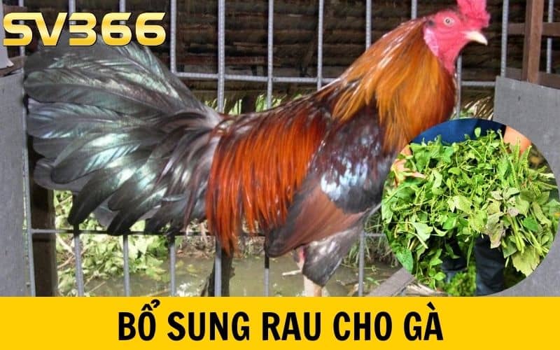 Bổ sung rau xanh cho gà đá để thêm chất xơ