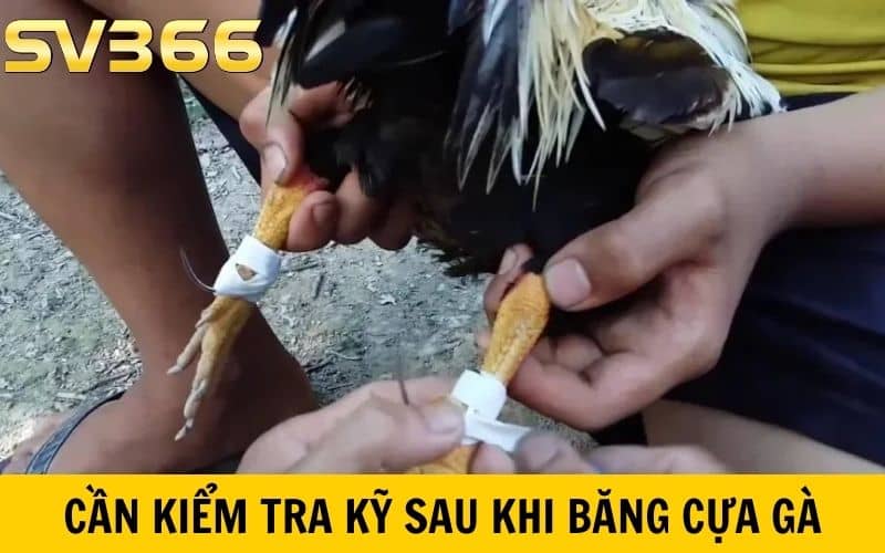 Cần kiểm tra kỹ cựa gà sau khi băng cựa