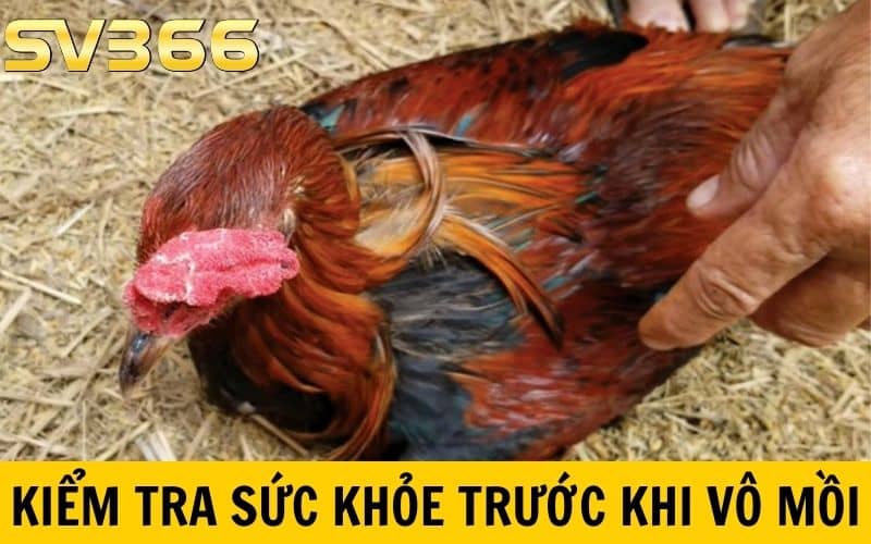 Nên kiểm tra thể trạng và sức khỏe trước khi vô mồi cho gà đá