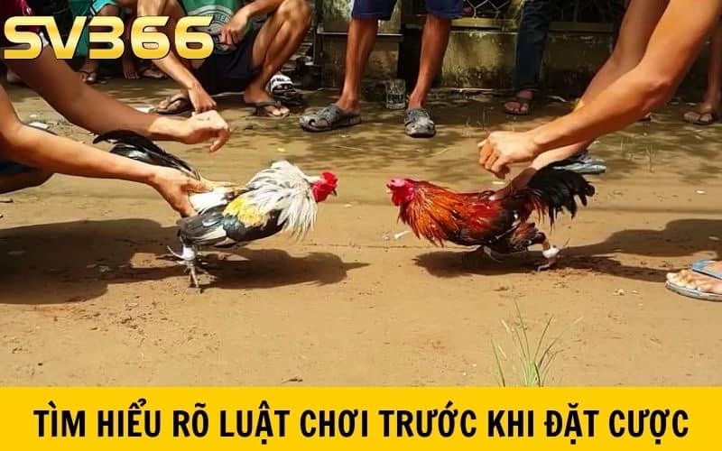 Tìm hiểu rõ luật chơi cũng là cách đá gà mạng hiệu quả