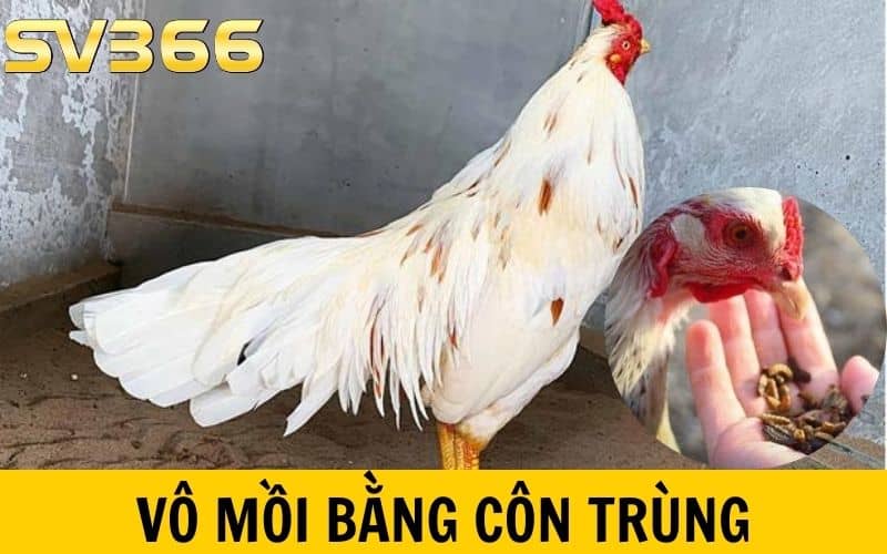 Vô mồi cho gà đá bằng các loại côn trùng