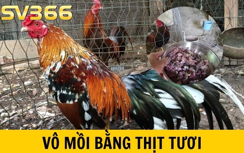 Vô mồi cho gà đá bằng thịt tươi để phát triển cơ