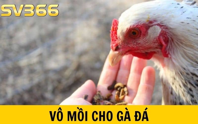 Vô mồi cho gà đá là việc làm quan trọng bổ sung dinh dưỡng cho gà