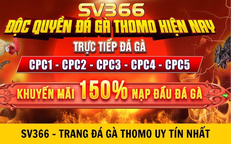 SV366 là trang đá gà trực tuyến uy tín nhất