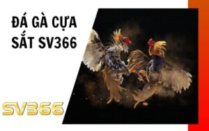 Đá gà cựa sắt SV366