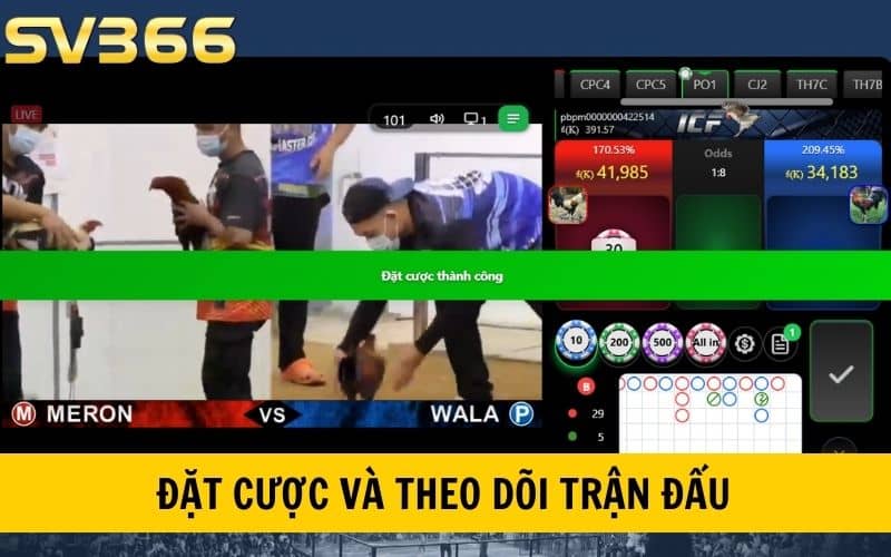 Đặt cược và theo dõi trận đấu đá gà cựa dao