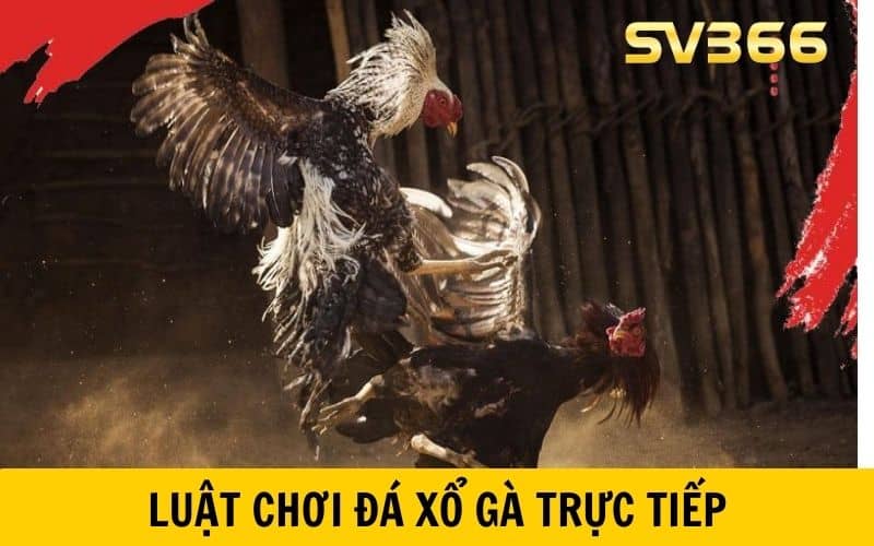 Luật chơi đá xổ gà trực tiếp