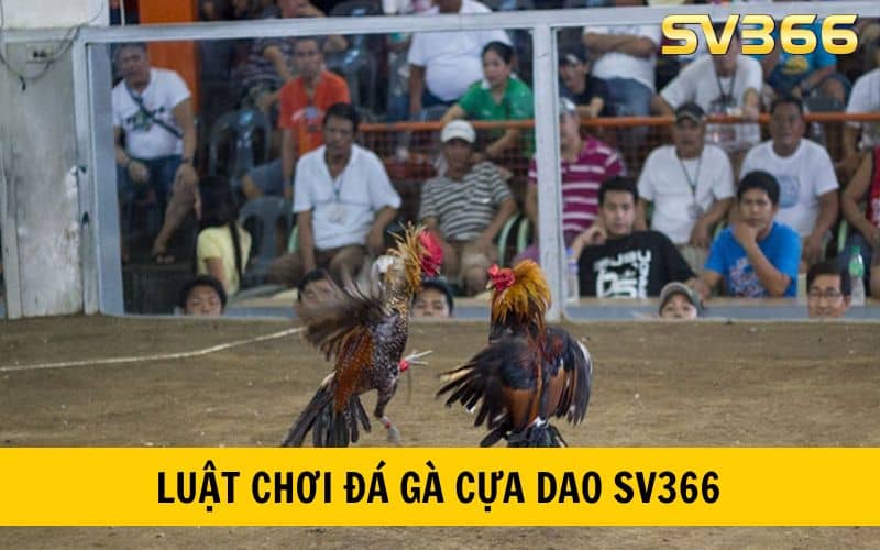 Luật chơi và quy định đặt cược đá gà cựa dao SV366